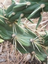 Cargar imagen en el visor de la galería, esqueixos de Cylindropuntia imbricata
