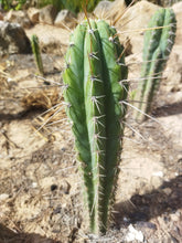 Cargar imagen en el visor de la galería, esqueixos de Trichocereus peruvianus "Trocettes"
